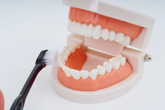歯ブラシと歯列模型