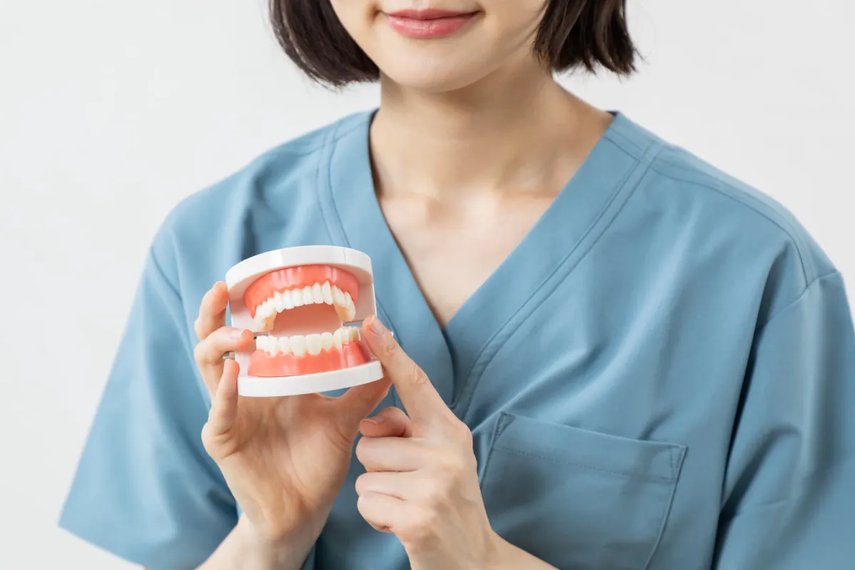 根管治療中の仮蓋の役割について歯の模型で説明する歯科医